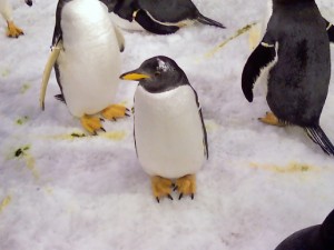 Sound recordings with penguins